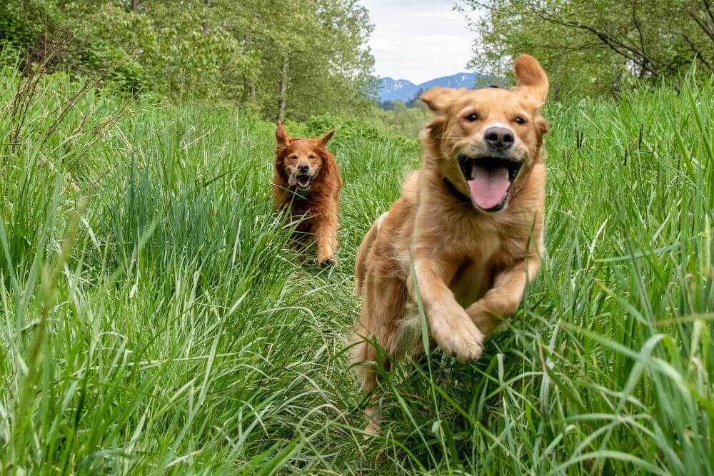 Hunde brauchen nicht nur mentale Herausforderungen, sondern auch viel Bewegung.
