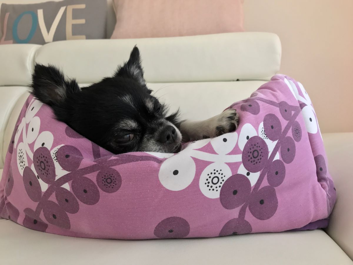 Hund ist unruhig und wechselt ständig den Platz