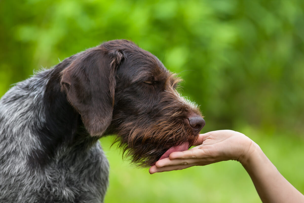 hund-leckt-an-hand