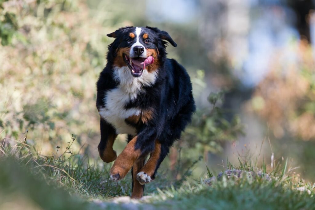 spielen mit hund
