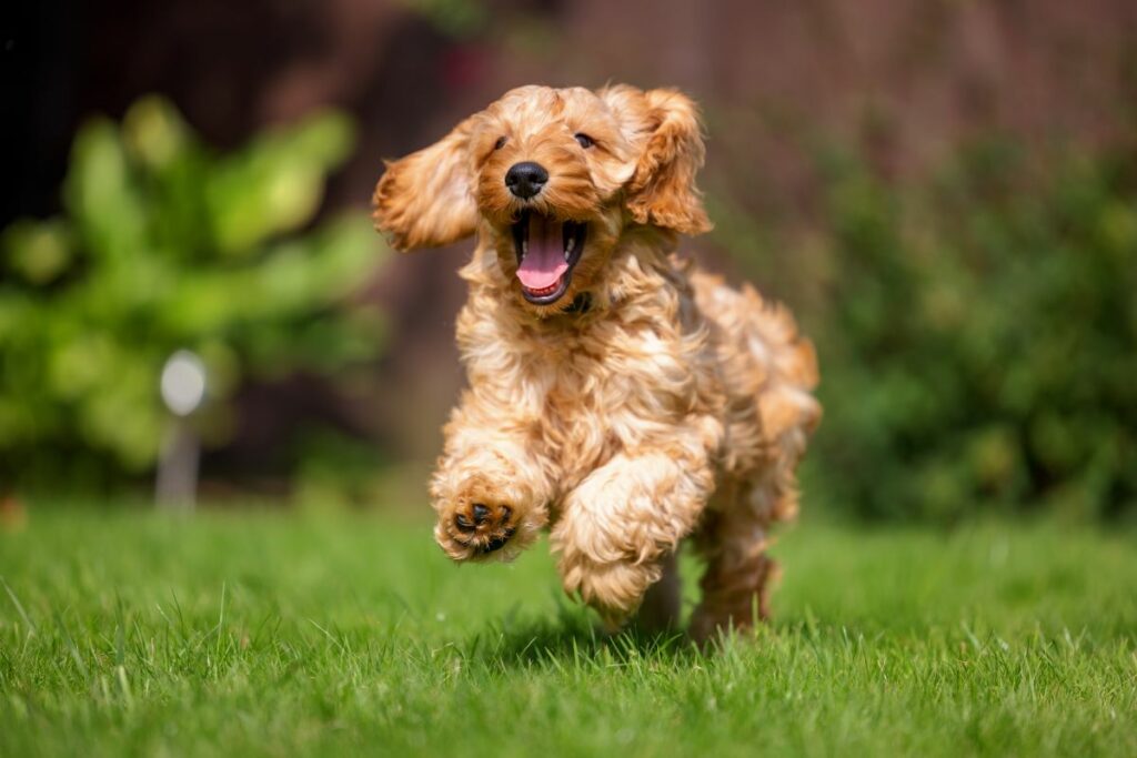 Auslauf kann dabei helfen, Deinen Hund richtig auszulasten.