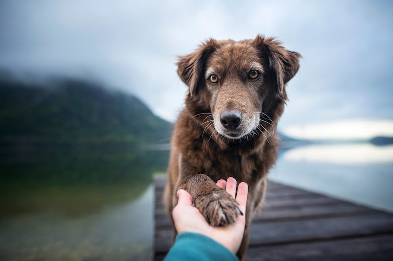 hund und mensch