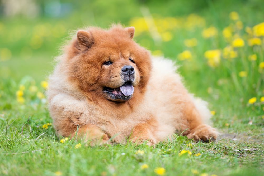 hund zunge blau