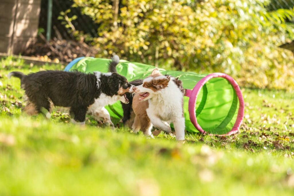 Du solltest darauf achten, dass Dein Hund regelmäßig mit anderen Vierbeinern Kontakt hat.