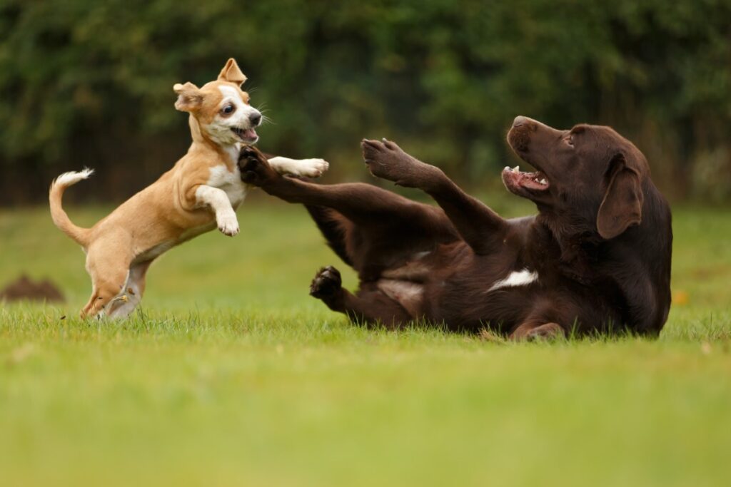 spielen mit hund