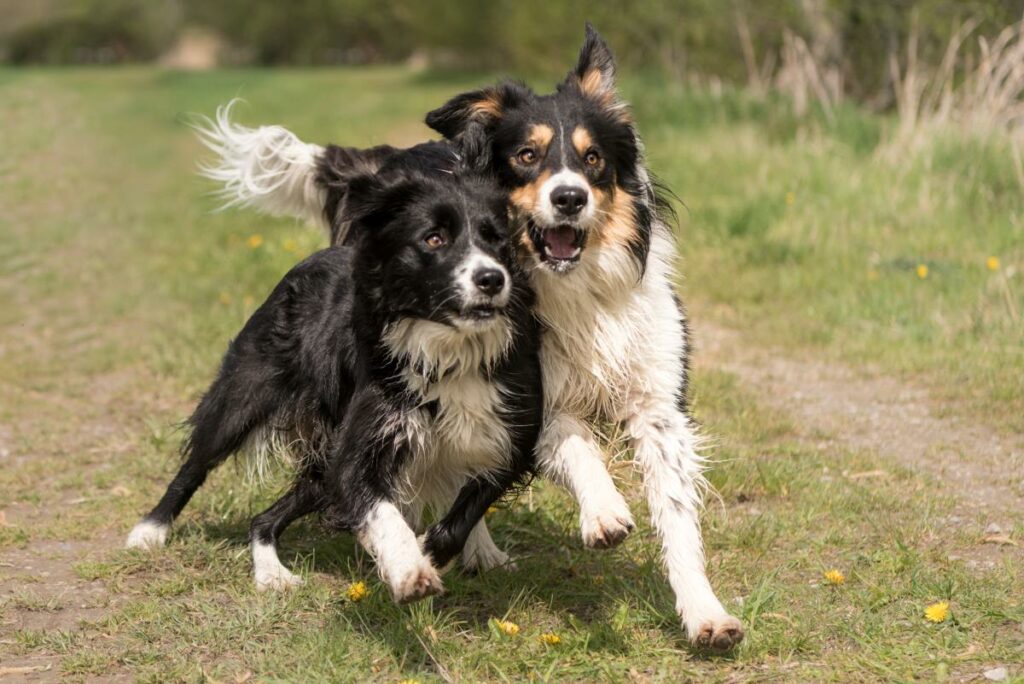 spielen mit hund