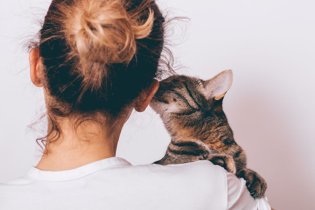 Katze Beißt Andere Katze In Den Nacken Katze am Nacken packen - Ein Tabu im Umgang mit Katzen