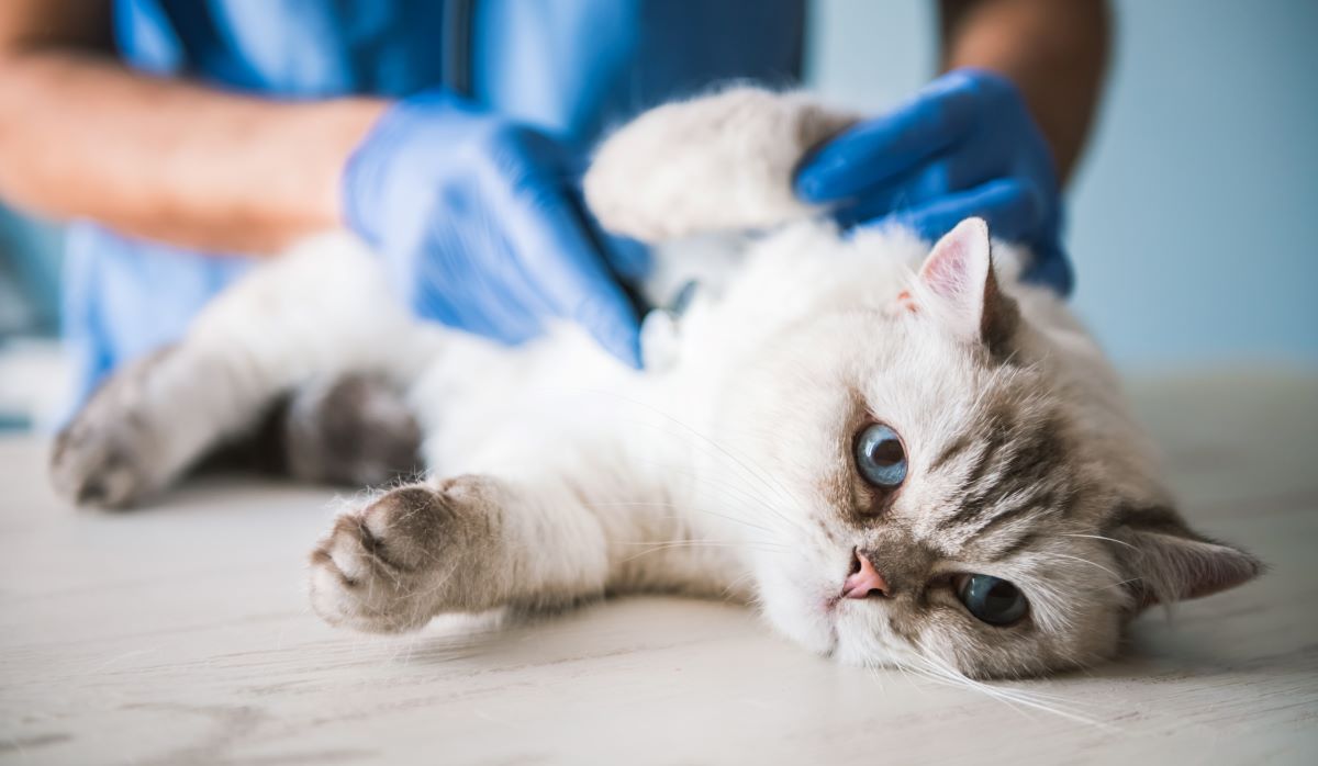Apathie bei Katzen wann Du handeln musst Haustierratgeber.de