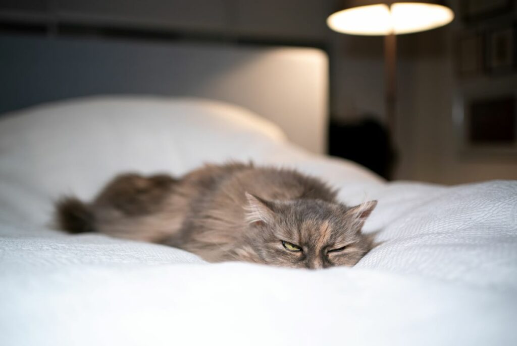 katze apathisch