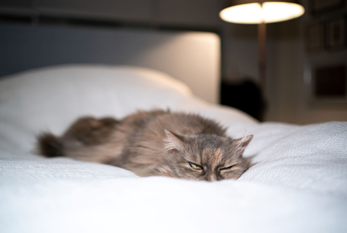 Apathie bei Katzen wann Du handeln musst Haustierratgeber.de