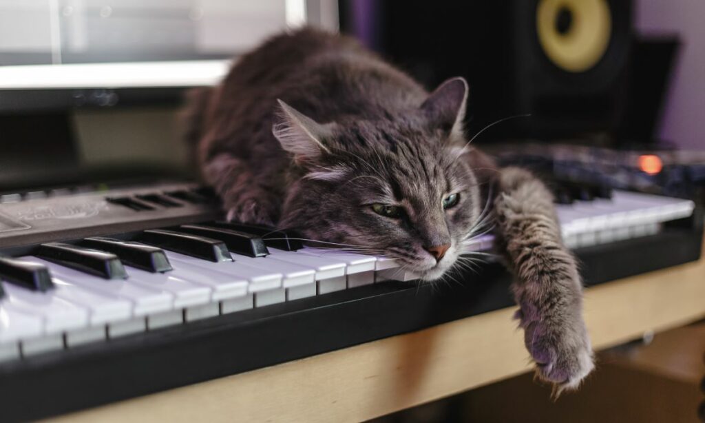 Apathie bei Katzen wann Du handeln musst Haustierratgeber.de