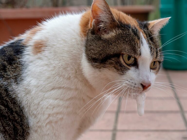 Deine Katze erbricht weißen Schaum? Das solltest Du darüber wissen