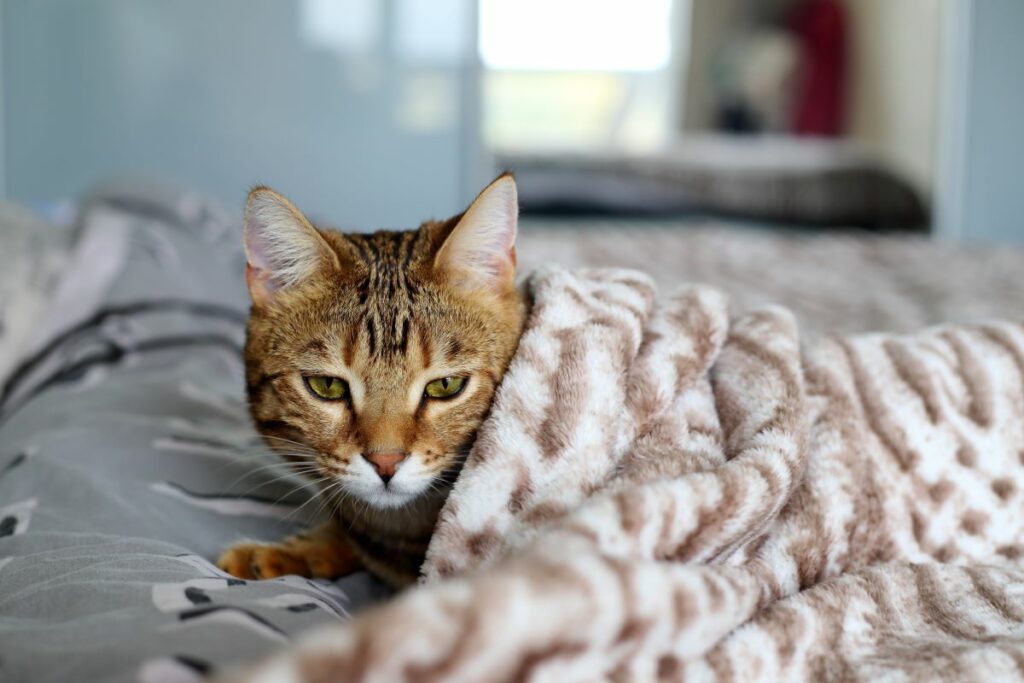 katze frisst nicht mehr und schläft nur