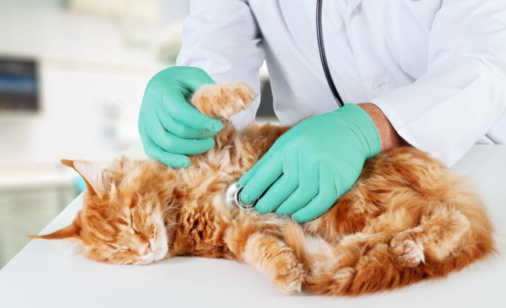 katze frisst nicht mehr und schläft nur