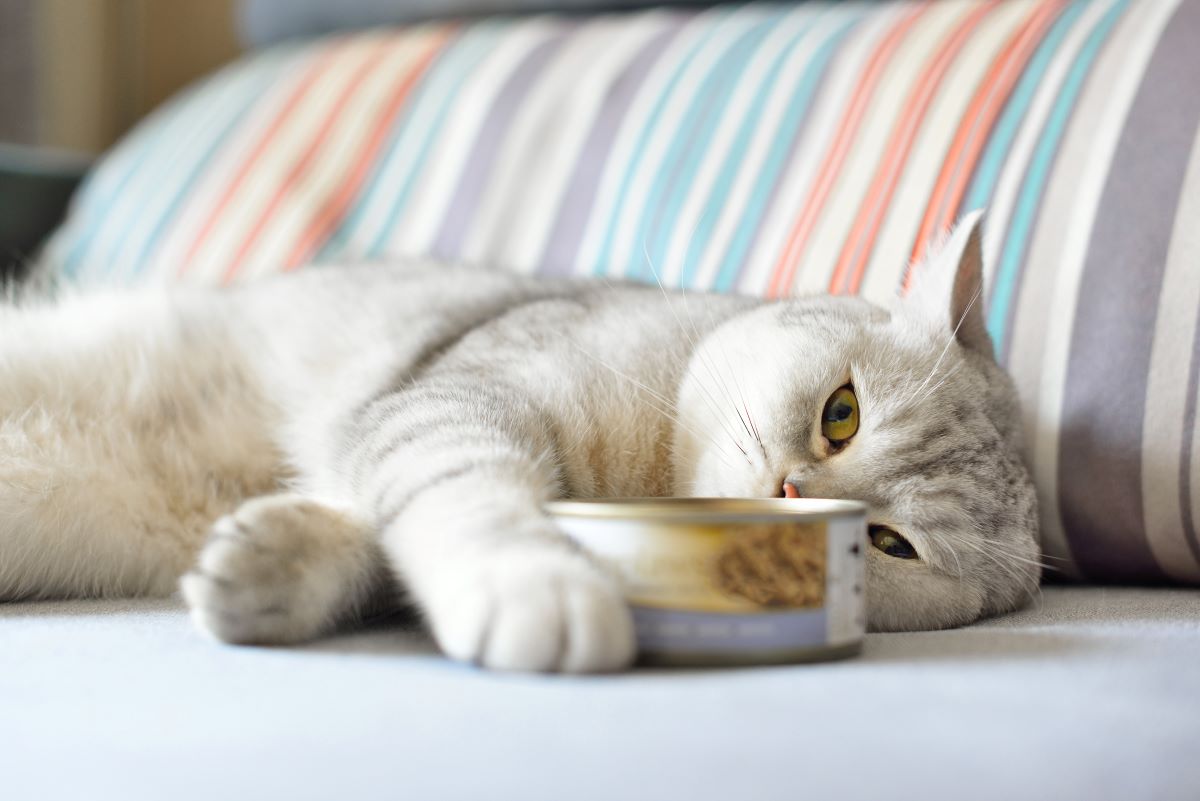 Hilfe, meine Katze frisst nicht mehr und schläft nur noch