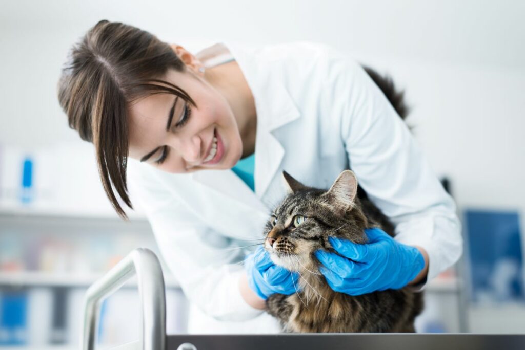 katze frisst nicht mehr und schläft nur