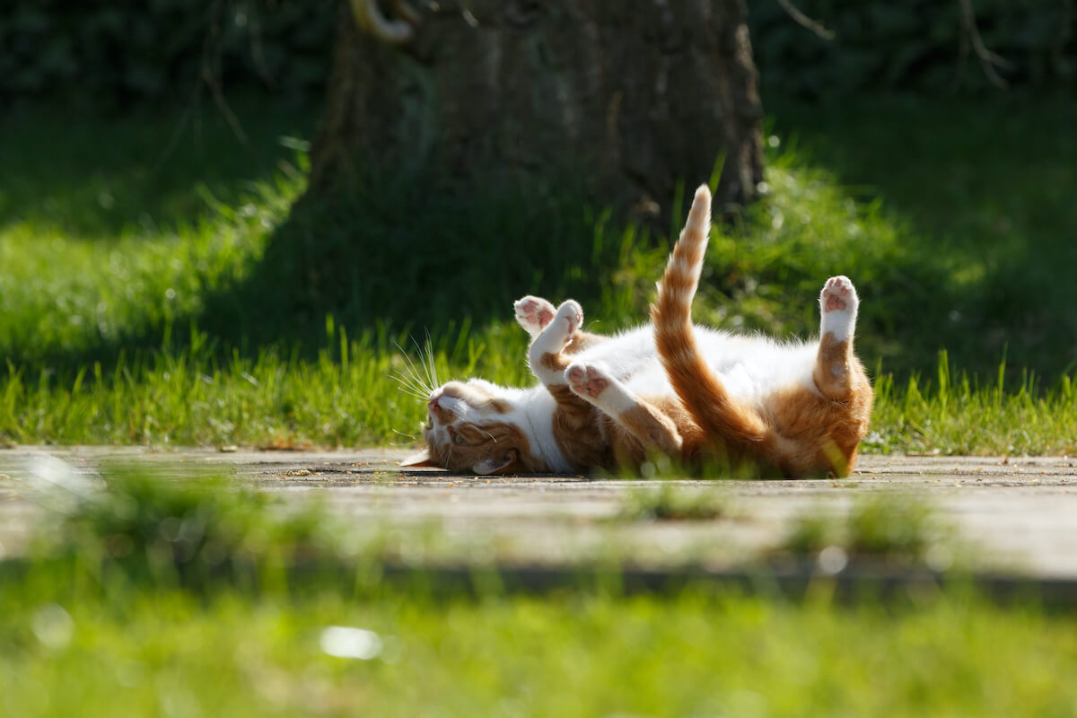 katze-geschlechtsreif