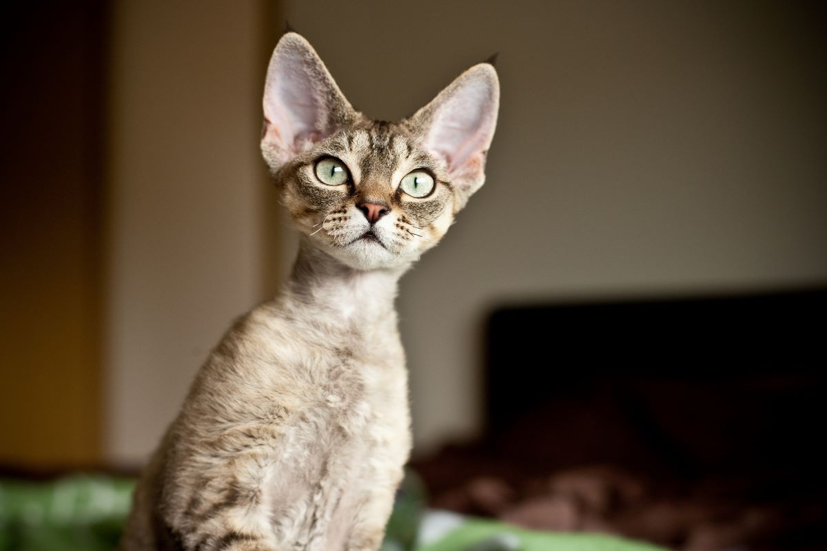 Du hast eine Katze mit großen Ohren? Das solltest du wissen!
