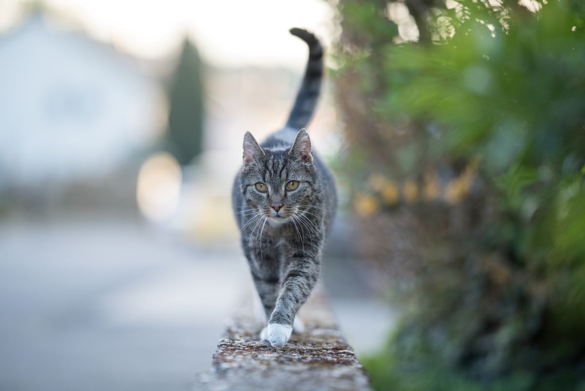 katze körpersprache