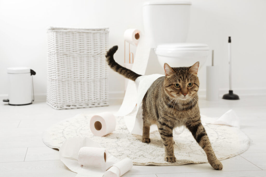 Stubenreine Katze Kotet Plötzlich In Die Wohnung