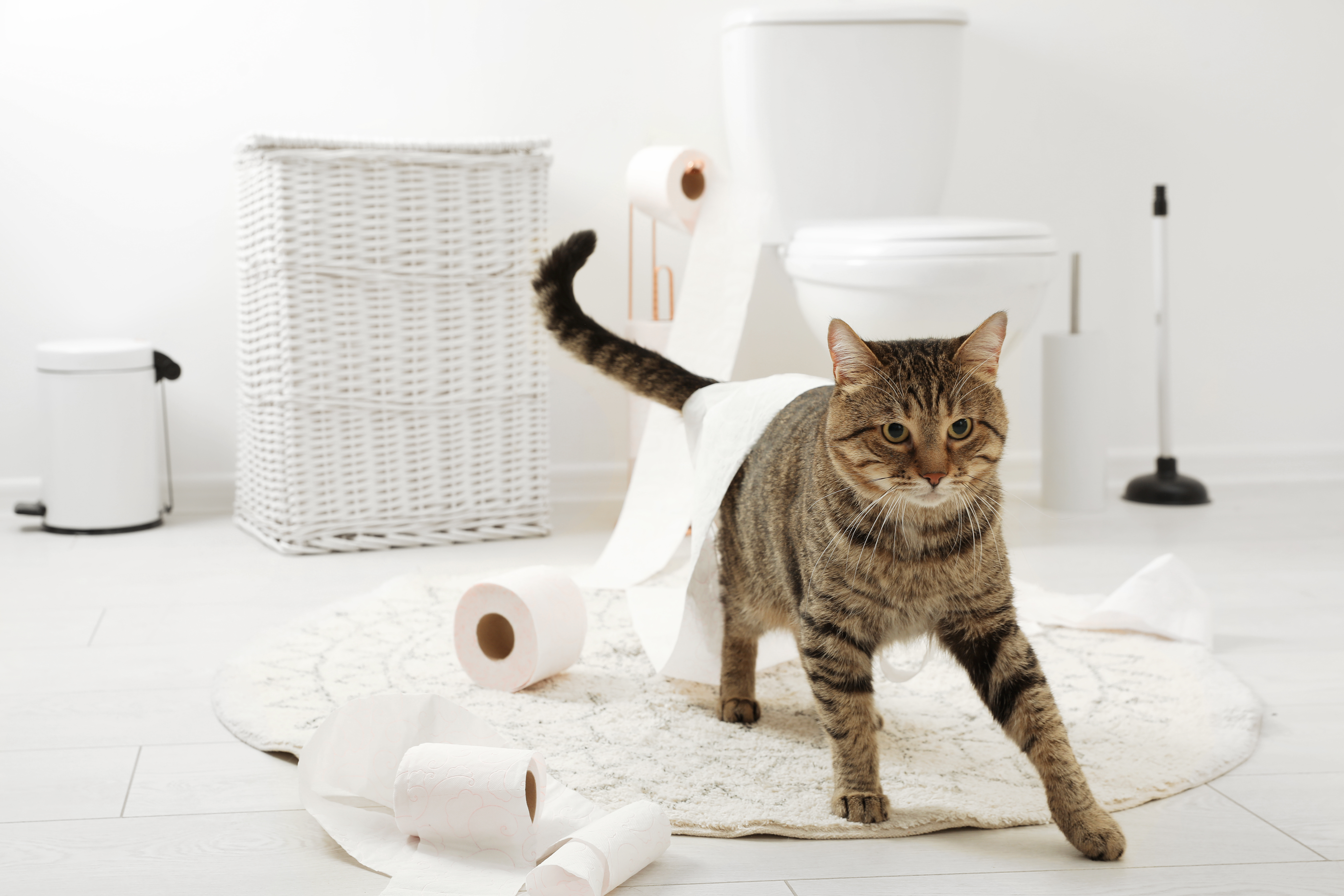 katze kotet in die wohnung