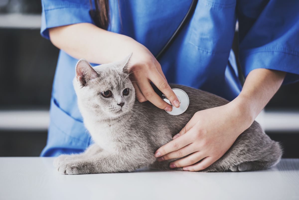 katze zum urinieren bringen katze zum urinieren bringen