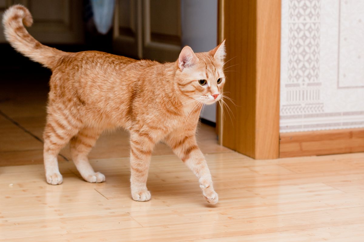 Katze Läuft Nachts Maunzend Durch Die Wohnung