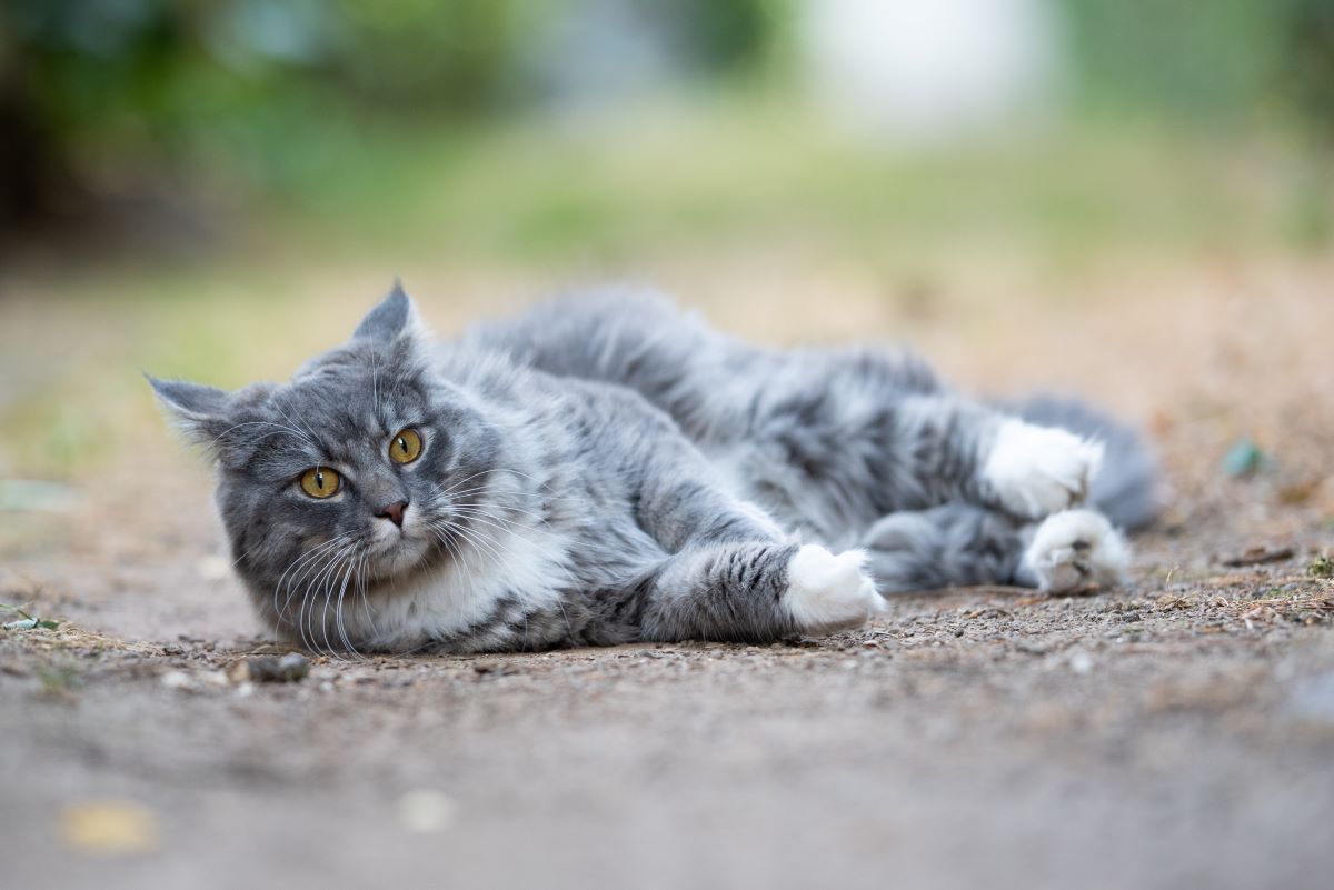 katze ohren nach hinten