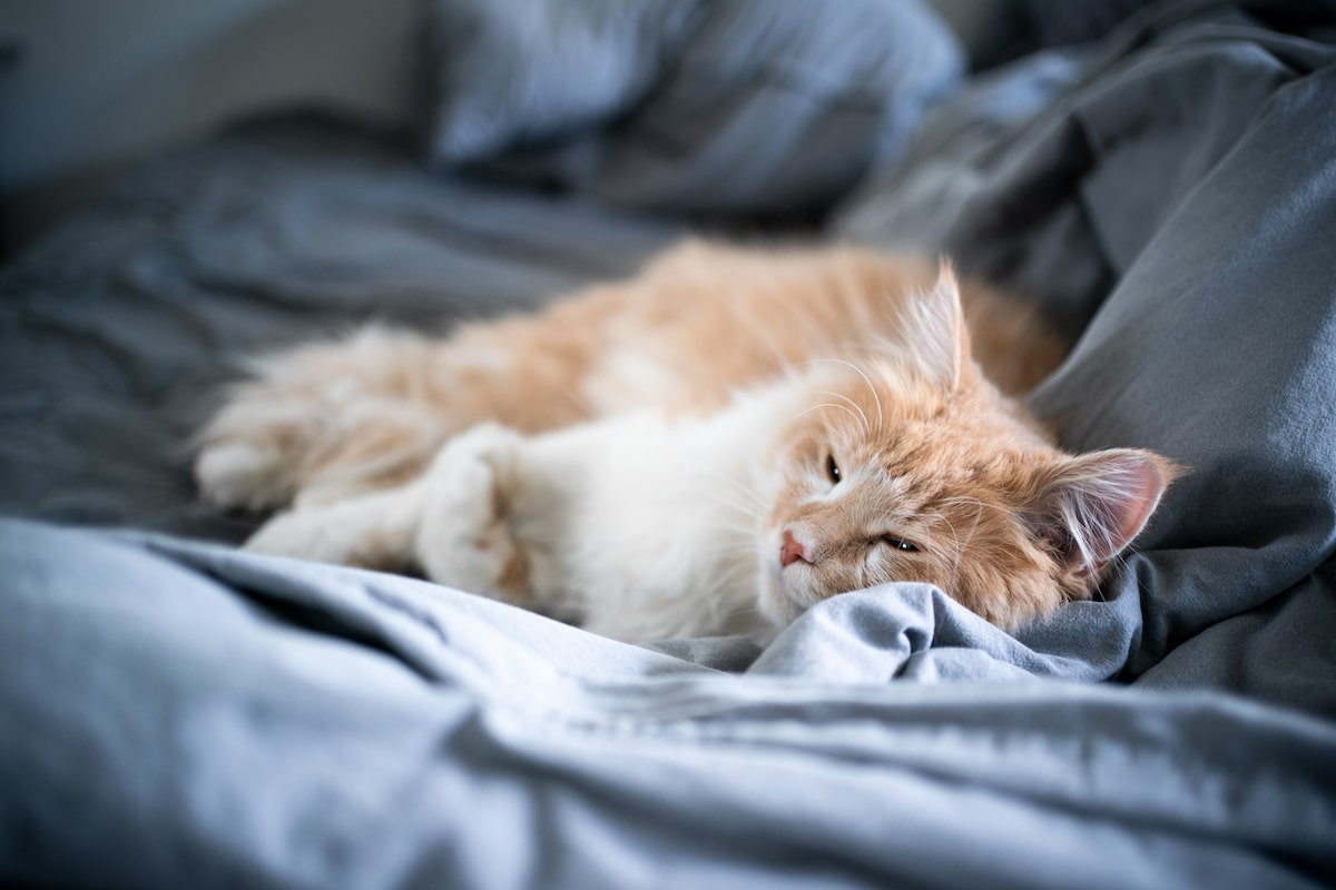katze-pinkelt-ins-bett