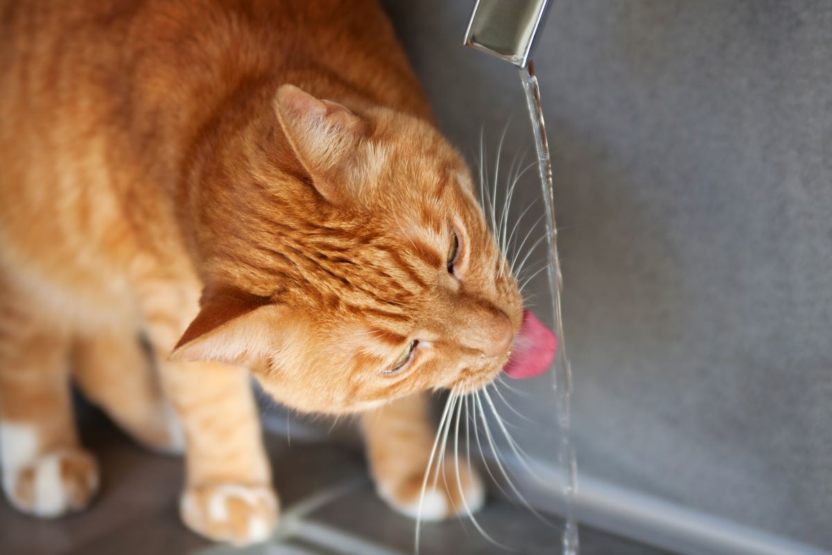 katze zum urinieren bringen katze zum urinieren bringen