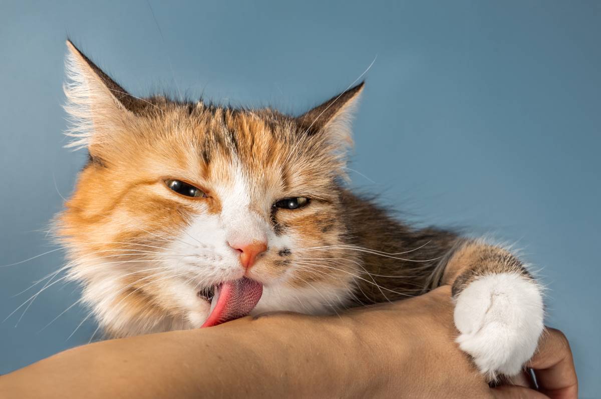 Meine Katze putzt mich - was bedeutet das? - Haustierratgeber.de