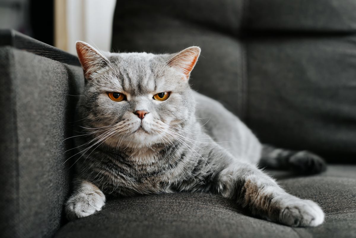 katze schnappt nach dir