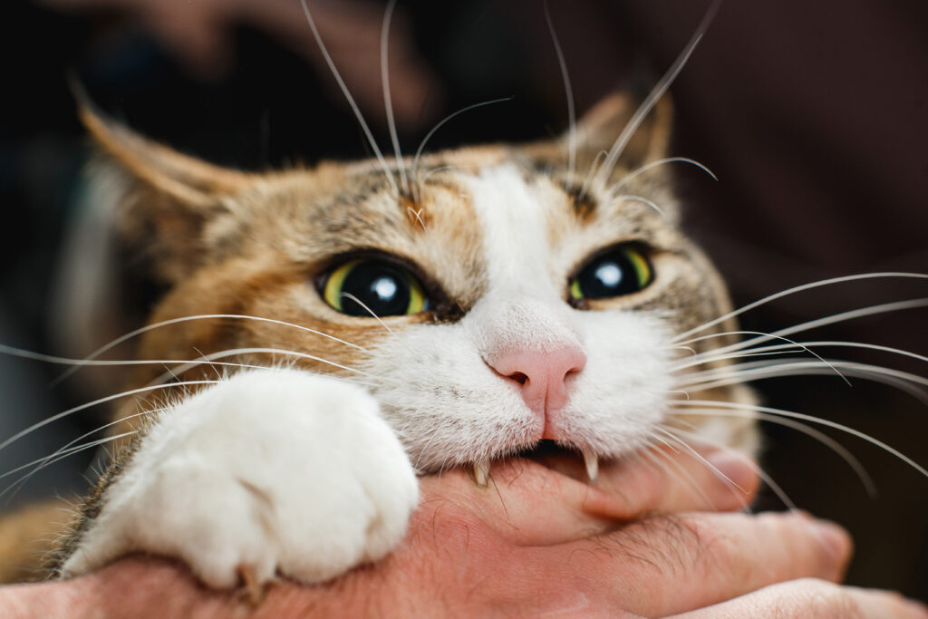 katze-springt-mich-an-und-beisst