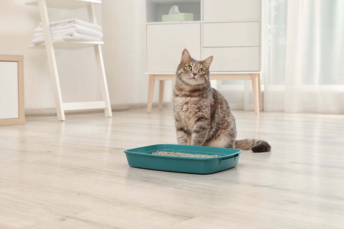 katze zum urinieren bringen katze zum urinieren bringen