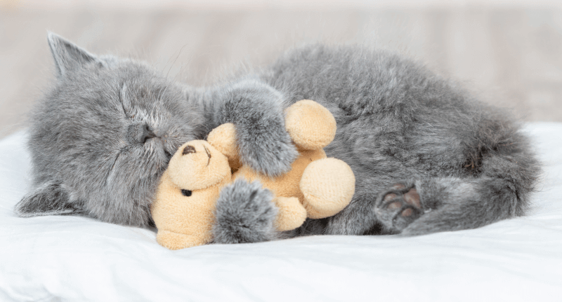 katze wachstum