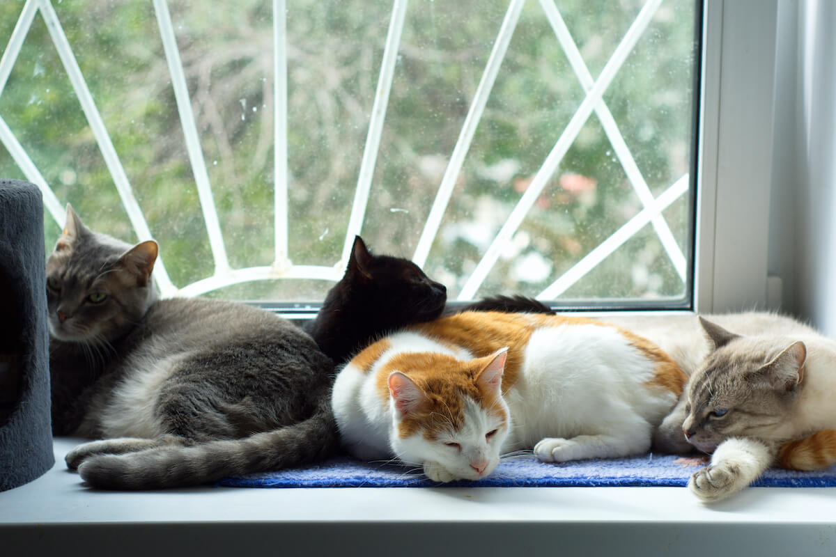katzen-groesse