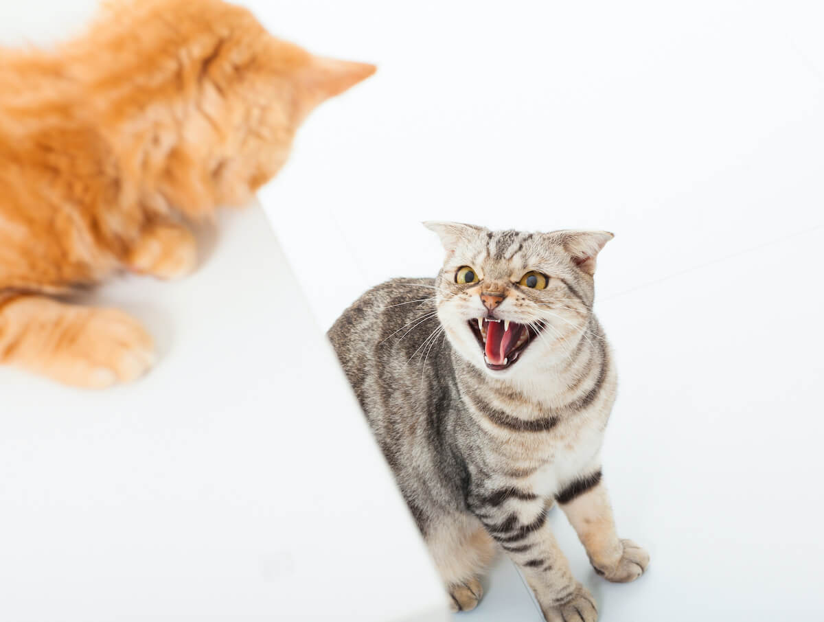 katzen-trennen