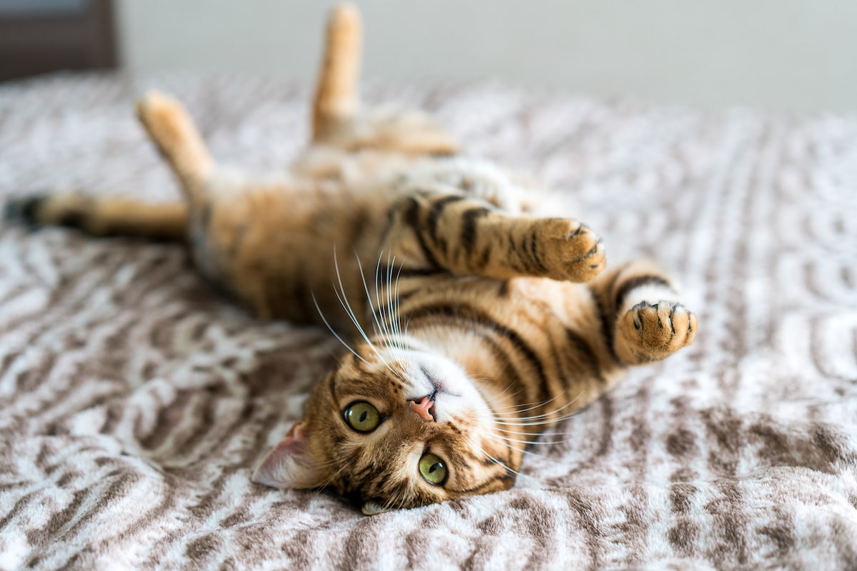 kleine-katzenrassen