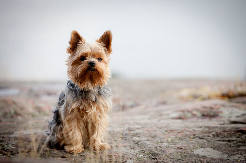 kleinster-terrier