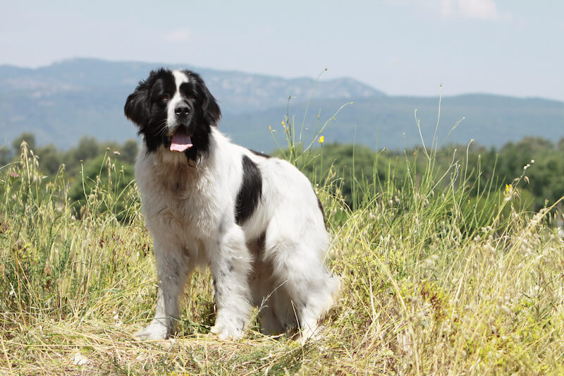 landseer