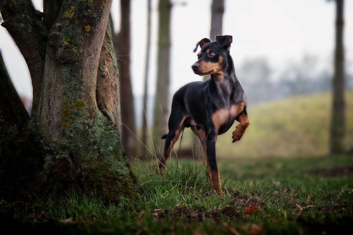 mini dobermann