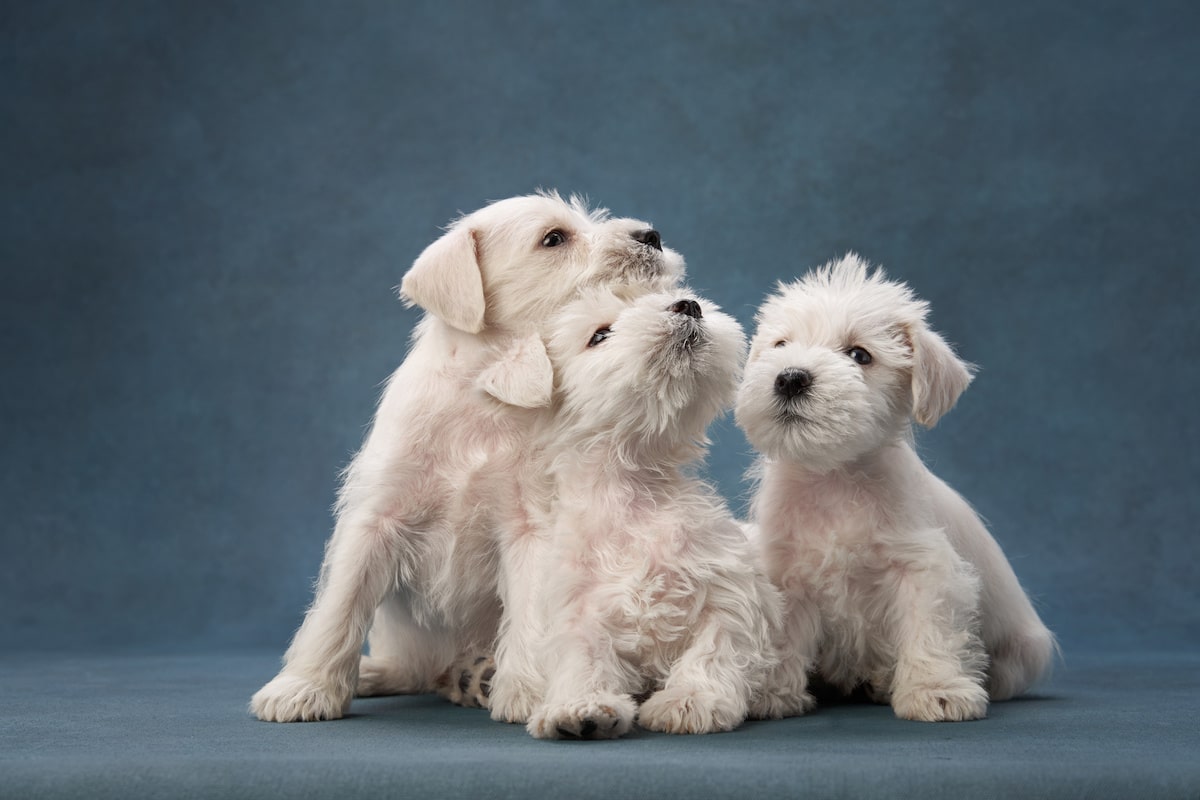 mittelschnauzer