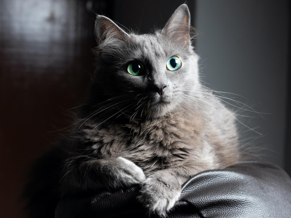 nebelung-katze