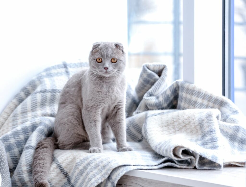 ocd katzen