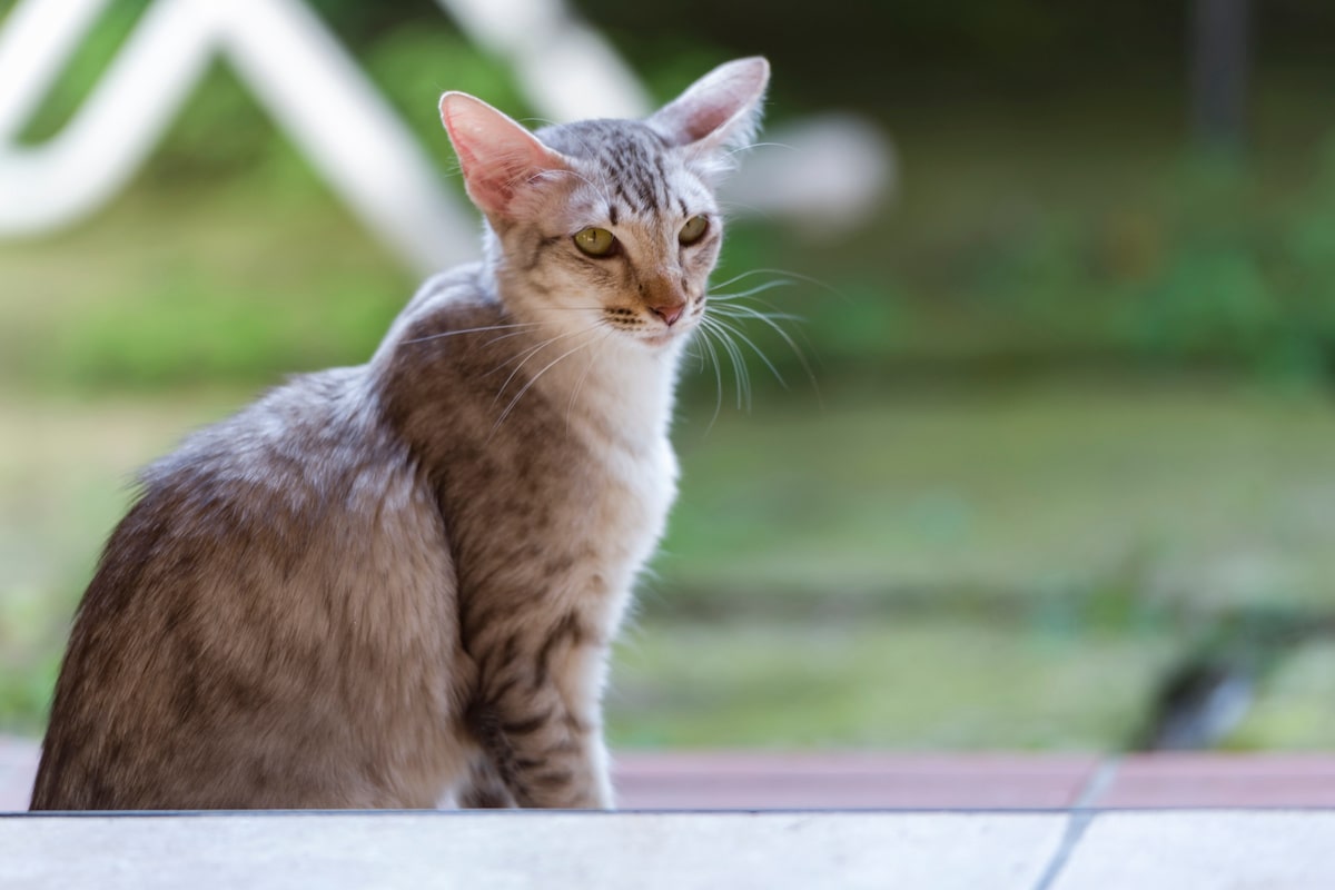 orientalische-langhaarkatze