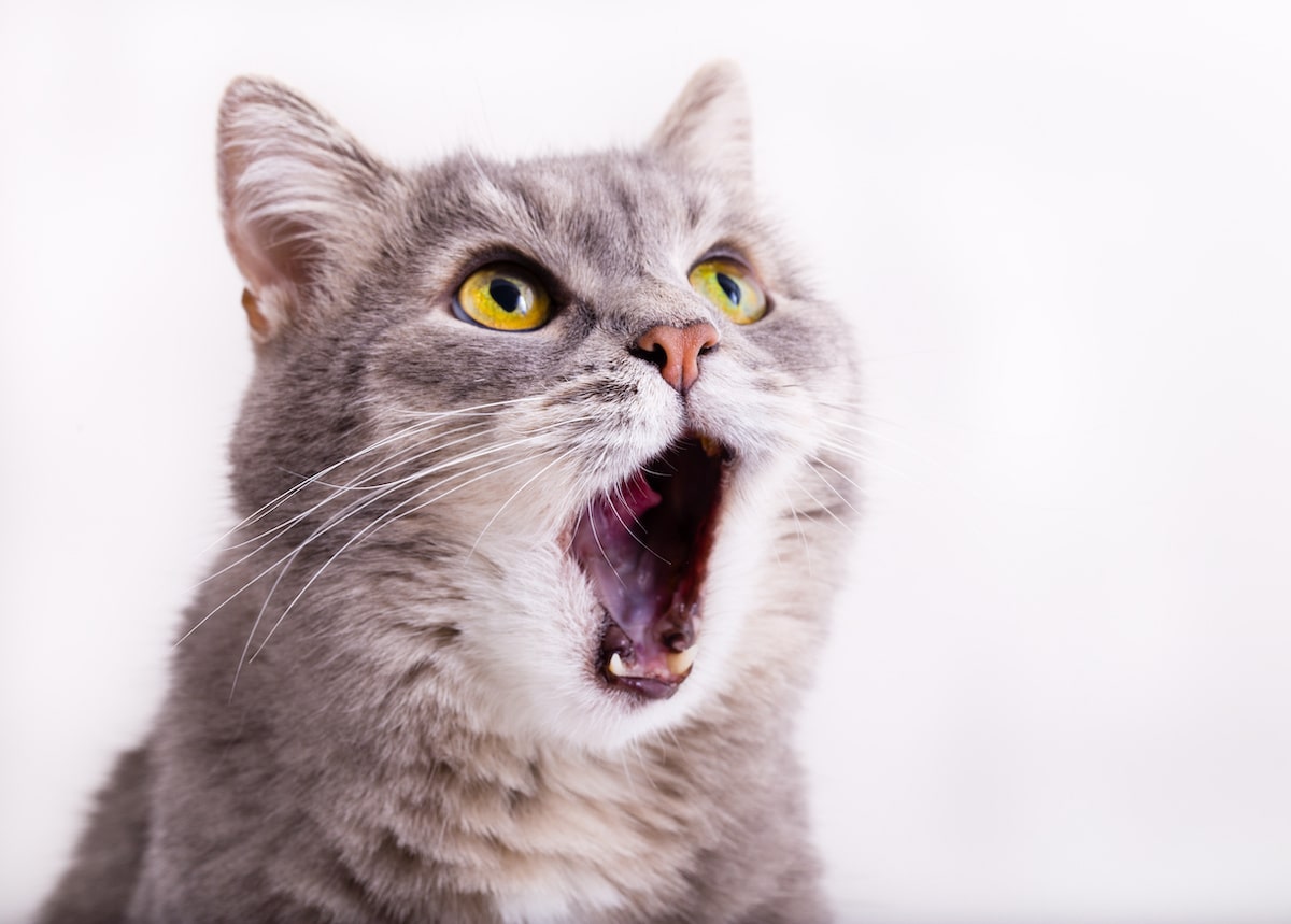 schluckauf-bei-katzen