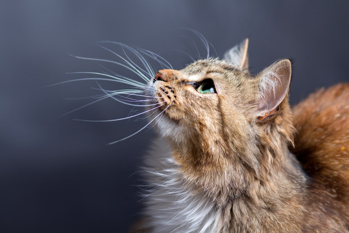 schnurrhaarverlust-bei-katzen