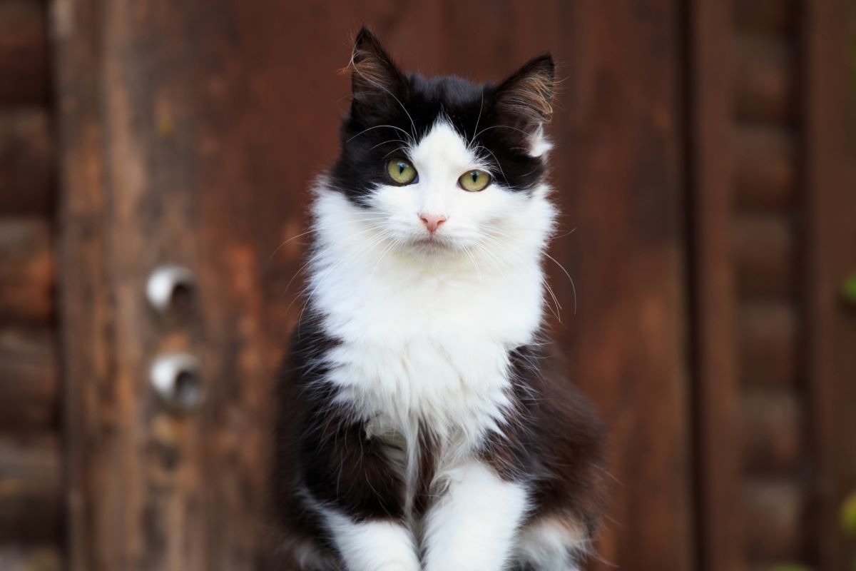 Schwarzweiße Katzen welche Rassen solltest du dir angucken? Schwarzweiße Katzen welche Rassen solltest du dir angucken?