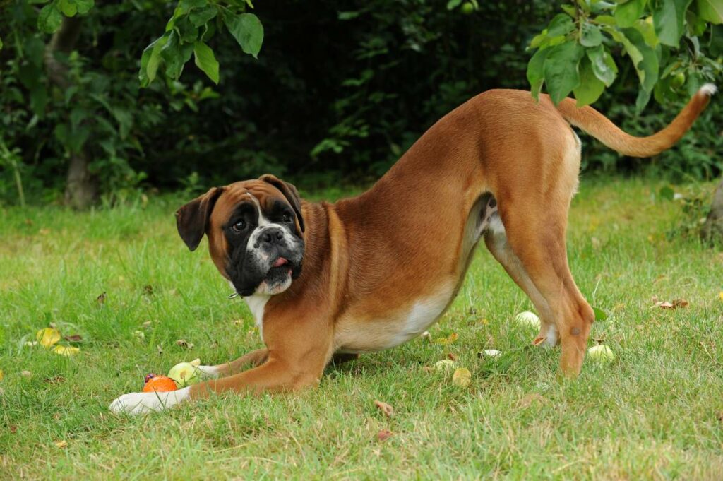 spielen mit hund