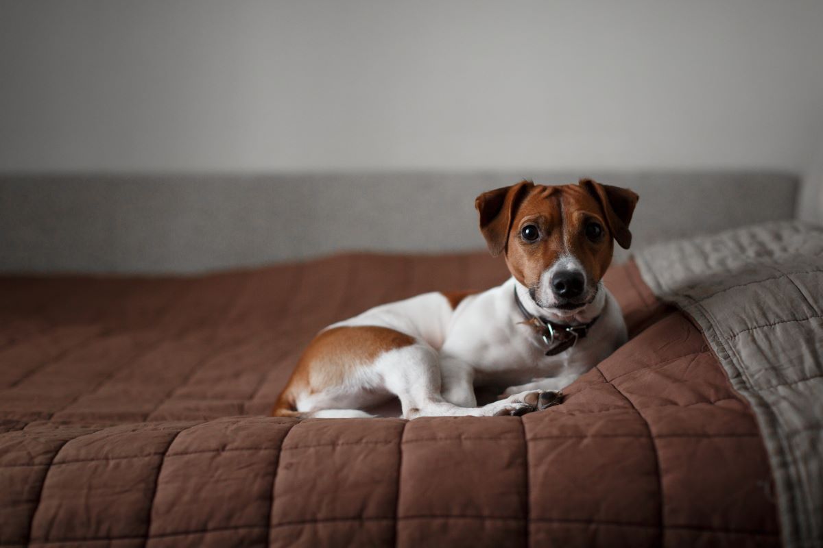trennungsangst hund
